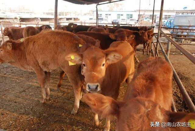 肉牛养殖市场前景怎样 养殖肉牛还有钱途吗？