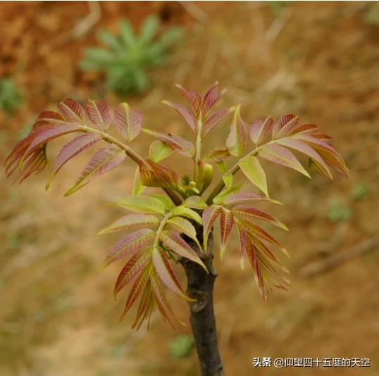 香椿树的种植方法，香椿树的种植方法和时间视频