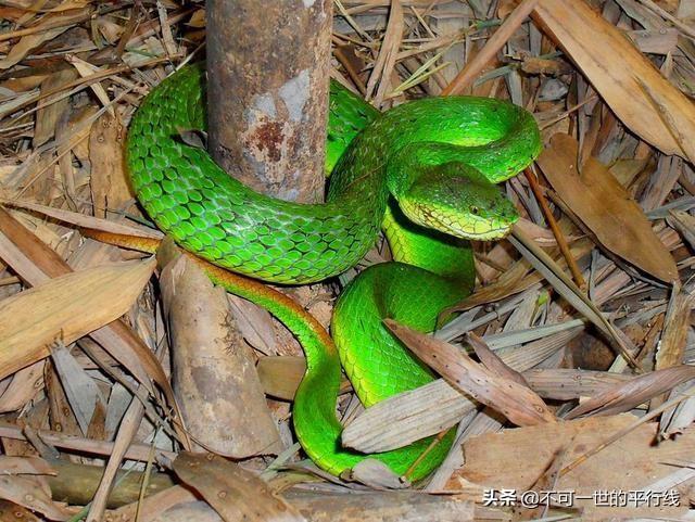 世界十大毒性最强的蛇（世界上毒性最强的蛇类）