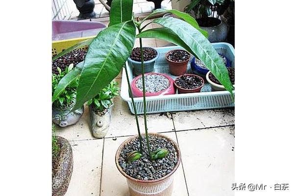 小孩吃剩的水果怎么处理(图9)