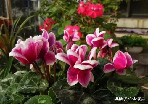 mofo花卉是什么品种? mo flowers!