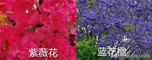 蓝花楹与紫薇花的区别？：花楹花