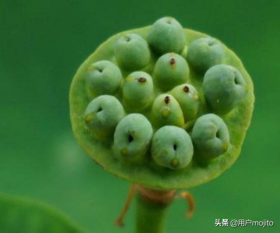 种子的传播方式有哪几种（种子的传播方式有哪几种类型）