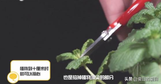 花卉摘心视频讲座?花卉摘心视频讲座内容!