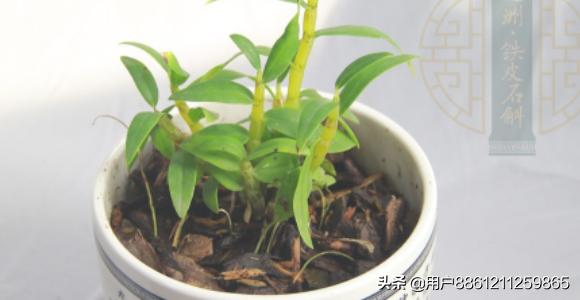 阳台石头如何种植,阳台石头如何种植视频