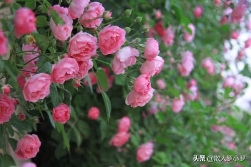 花卉种植设计方案-花卉种植设计方案效果图