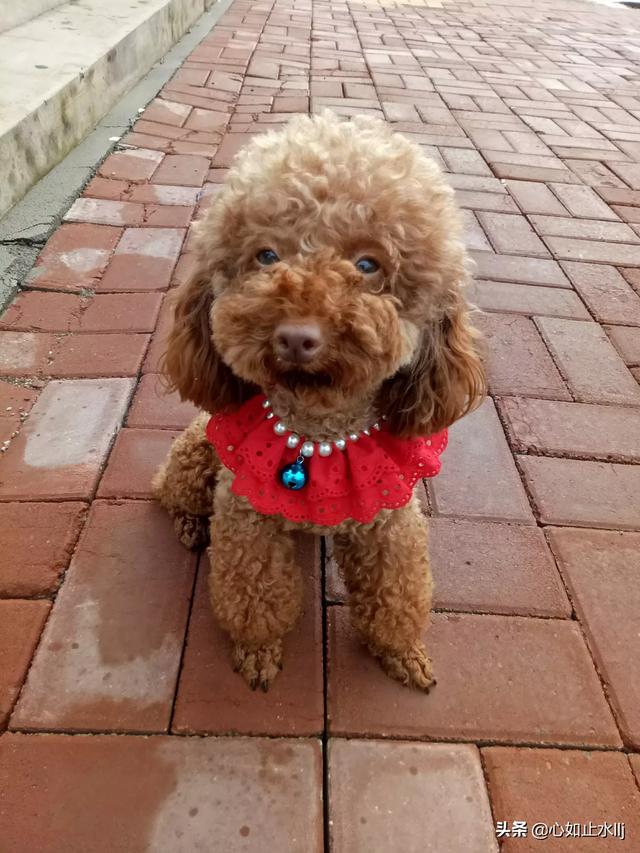 大家的狗狗都让上沙发和床吗,第8张