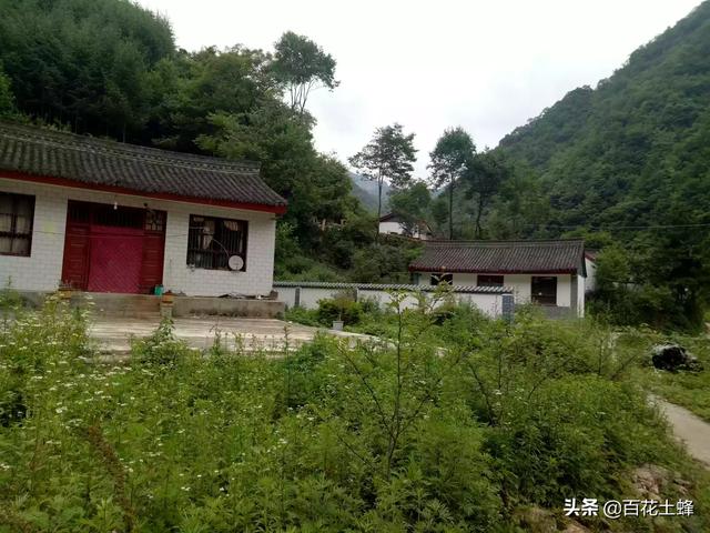 养殖蜜蜂的好处和坏处 庭院养蜂有什么好处呢？