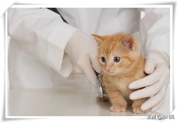 动物医学专业就业前景专科生 动物医学真实的就业现状？