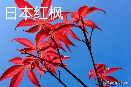 日本红枫价格最新价格表（红枫最建议买的三个品种）