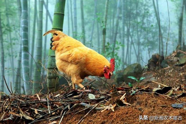 養寵物的視頻?養寵物的視頻大全!