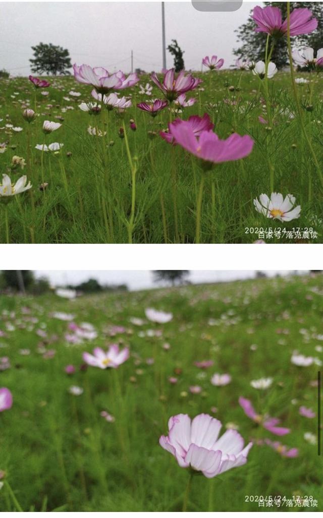 商丘鲜花店电话（商丘鲜花店电话号码查询）