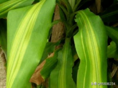 净化室内空气的植物-净化室内空气的植物排名