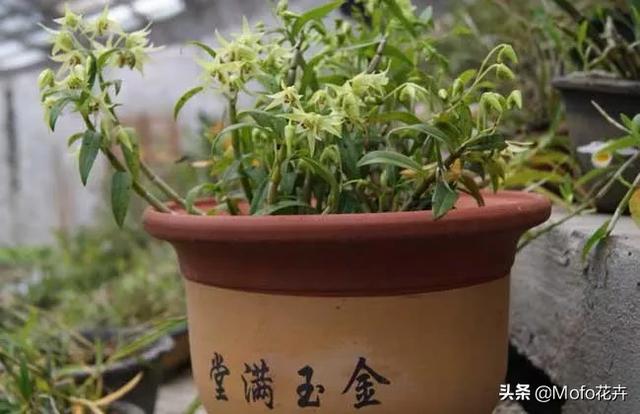 铁皮石斛阳台种植方法,铁皮石斛阳台种植方法和时间