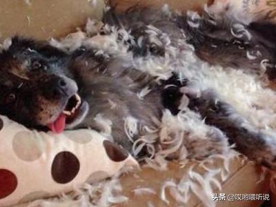 怎么训练狗狗不咬吃盘(图4)