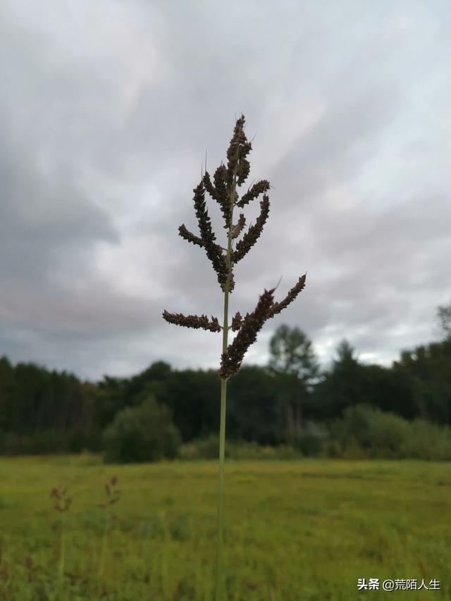 壁纸图片植物花卉?壁纸图片植物花卉高清!