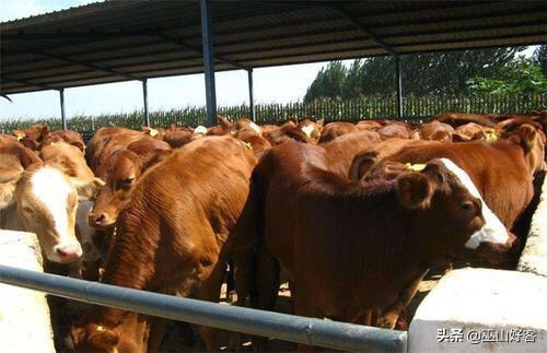 肉牛科学养殖技术-肉牛科学养殖技术视频