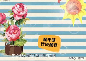 绿植盆景花蔷薇怎么养护和管理(图2)