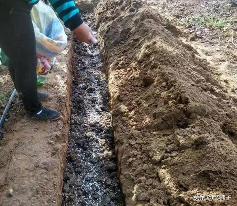 一米菜园种植方案怎么写 种菜底肥怎样施？