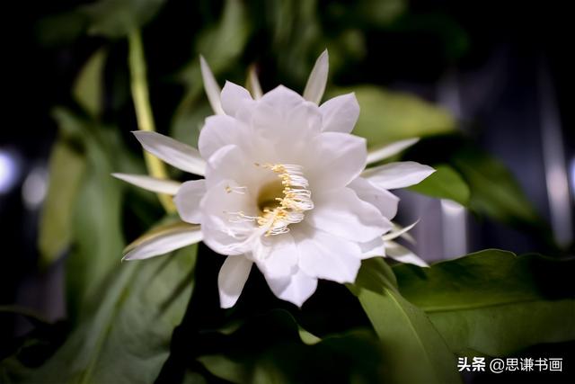 索字草书字体怎么写