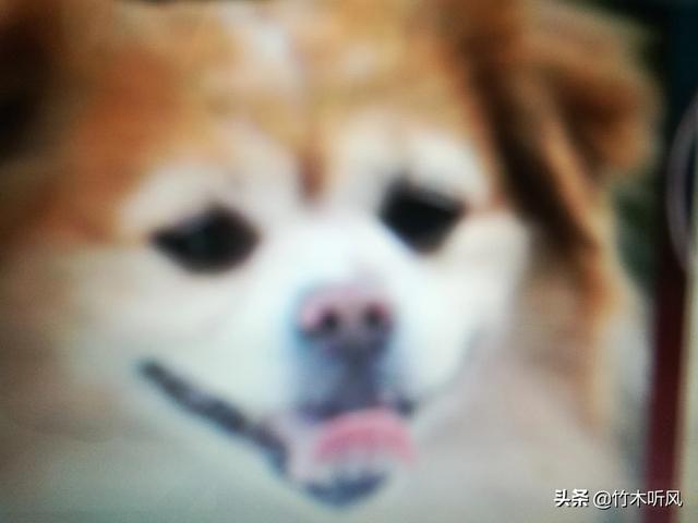 我家有一只狗，会跟猫咪抢猫粮？反常吗？对小狗有什么不好,第4张