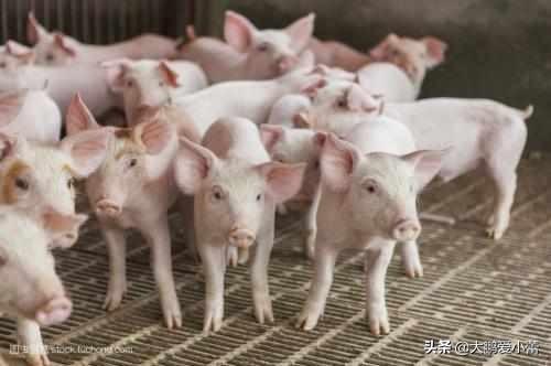 公猪死精怎么调节饲料-种公猪死精用什么药调理?