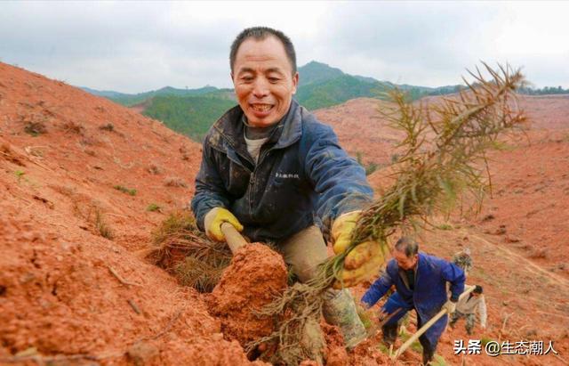 树苗成活率不足10%，树苗成活率不可能超过100%