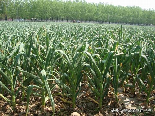 大蒜种植 乡镇信息，大蒜种植基地图片