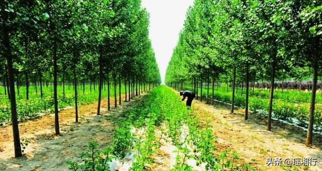 未来种植什么最有前景,室内无土栽培蔬菜设备