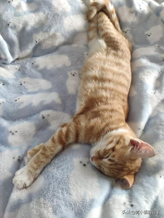 准备去接领养的猫咪，需要带些什么呢,第4张