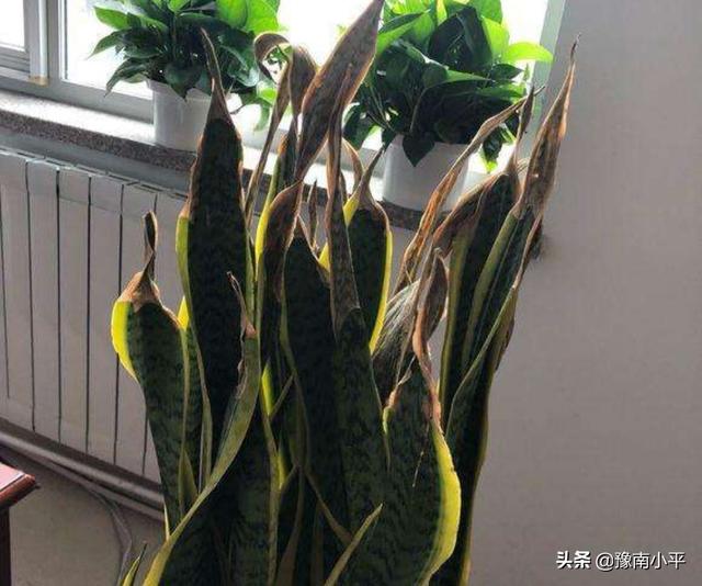 虎皮兰叶子枯萎，请问是怎么回事？可以挽救吗,第35张