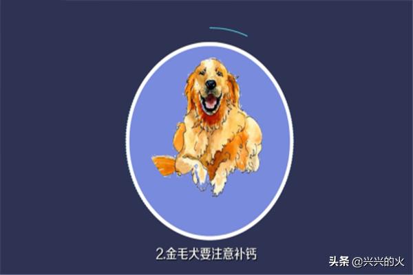 金毛怎么养,第2张