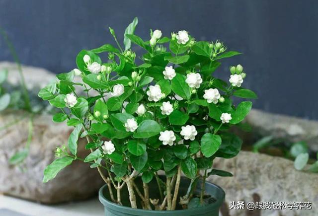 茉莉种植花园怎么养好,茉莉种植花园怎么养好活