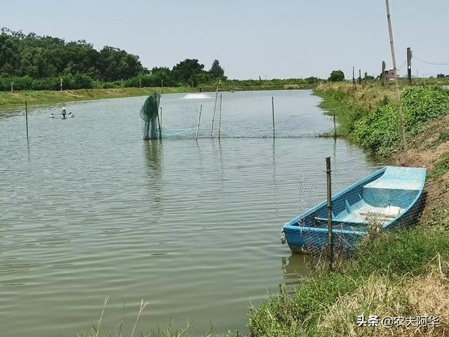 家禽养殖业前景预测-家禽养殖业前景预测报告