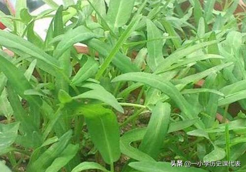 阳台种植规划,阳台种植规划绘画图