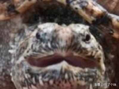 佛鳄龟怎么养才爆刺,第2张