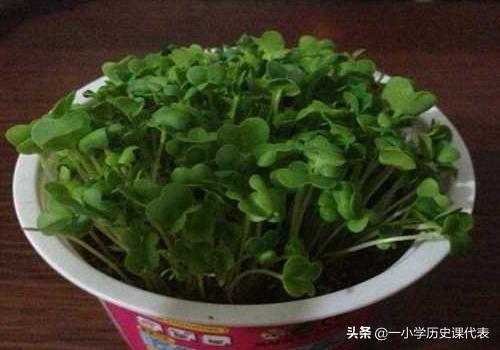 大阳台种植,大阳台种植什么植物比较好