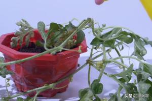 种植西瓜全过程视频播放 西瓜的种植方法？