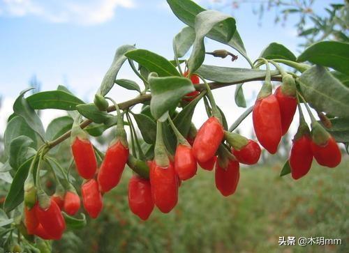 枸杞树怎么种植方法，枸杞树怎么种植方法盆栽