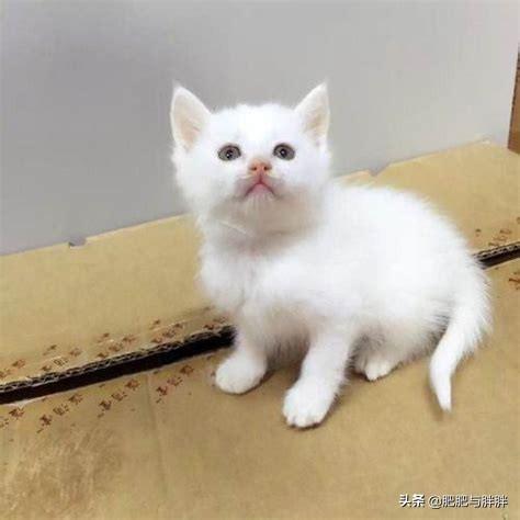 救小动物功德无量的句子？萌趣医院剧情？