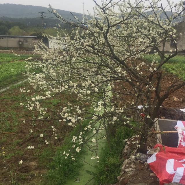 武汉大学婚纱照 武汉大学可以拍婚纱照吗