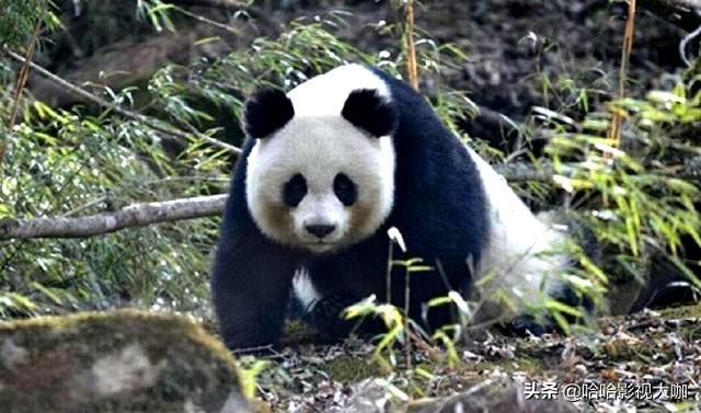 海外生活的小生物有哪些，海外生活的小生物有哪些种类