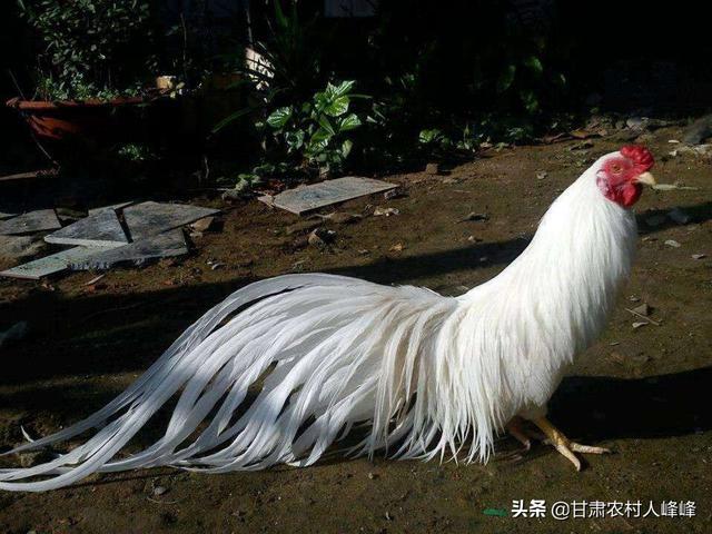 赶鸭子跨境购怎么样