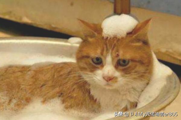 猫咪洗澡可以用人类的洗发水、沐浴乳吗,第7张