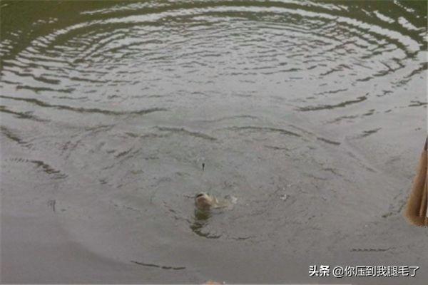 如何学钓鱼装备搭配视频(图3)