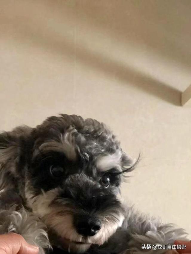 寵物狗不想養了怎么辦?寵物狗不想養了怎么辦小妙招!
