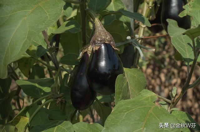 蔬菜种植农村小院，农村庭院蔬菜种植