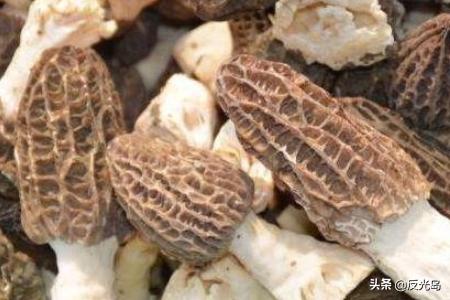 新鲜羊肚菌怎么保存(图8)
