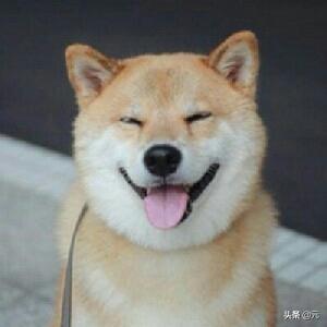 狗为什么叫狗(狗为什么叫狗不叫别的)