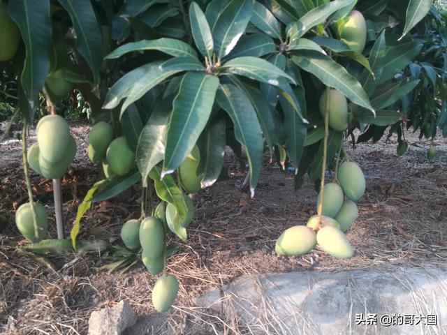 云南丽江市古城区农事体验山庄哪家口碑最好,丽江古城区农家乐